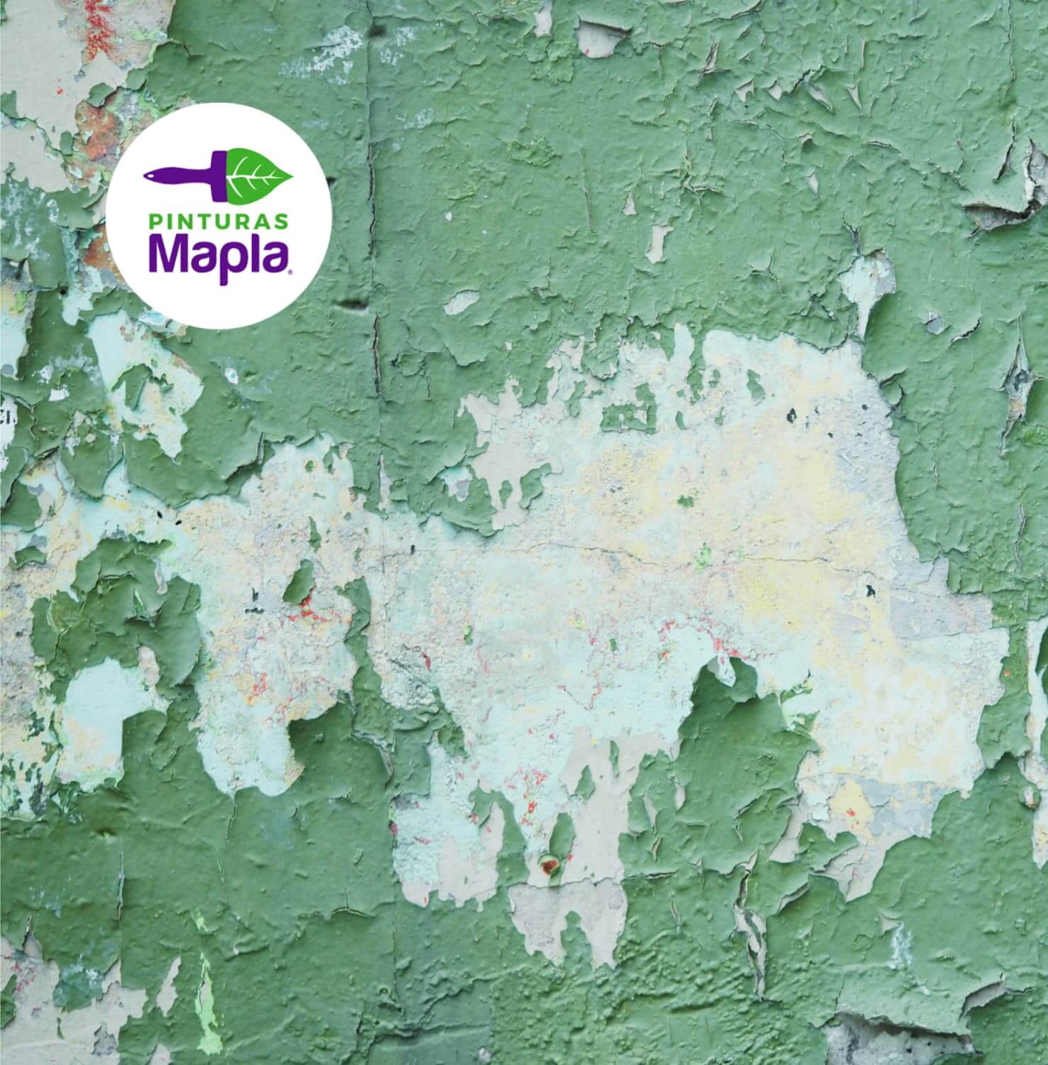 Pintura ecologica - Pinturas Mapla